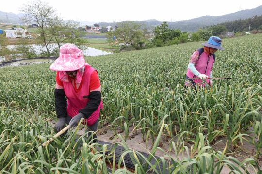 마늘 주산지인 충남 태안군 원북면 청산리의 한 밭에서 마을 주민들이 마늘 수확을 한달여 앞두고 마늘쫑을 잘라내고 있다. 올해는 잦은 비 등 불순한 일기로 인해 마늘 수확량이 다소 줄어들 것으로 농민들은 걱정하고 있다.